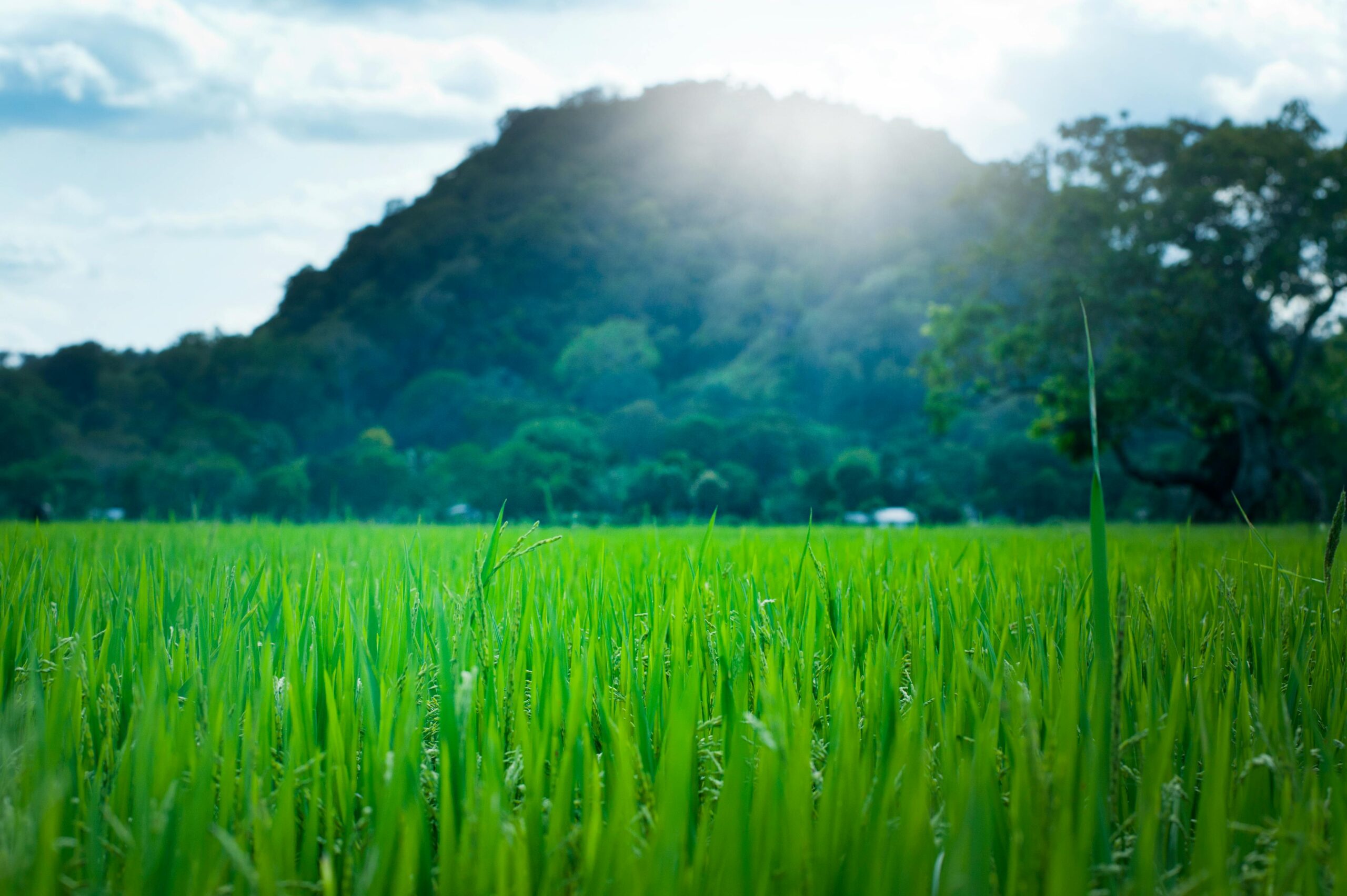 How to Use Weather Forecasts for Farming 2024